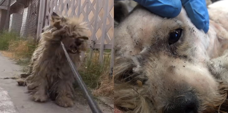 Hunden Benji har været hjemløs hele livet: Se det hjerteskærende øjeblik, da han oplever kærlighed for første gang