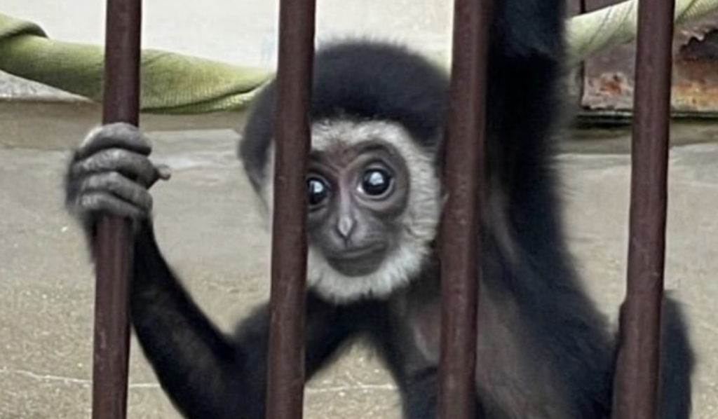 Abekat havde sit eget bur i zoo: Pludselig opdager personalet noget, der burde være umuligt