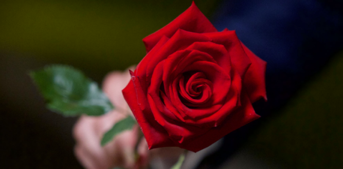 TV 2 afslører den nye “Bachelor”: Her har du set ham før