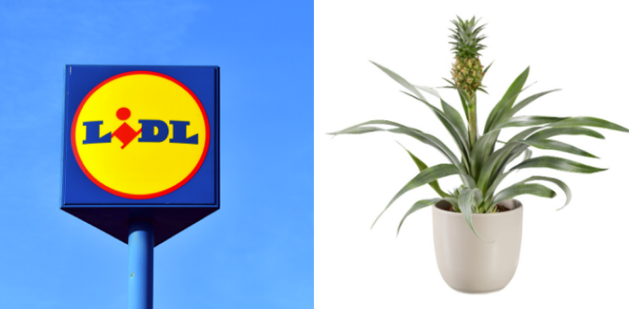 Snorker din partner? Lidls Anti-snorkeplante redder jeres forhold