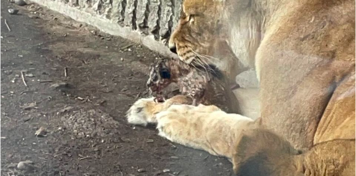 Chokfund hos løverne i København zoo lørdag formiddag: Fik pludselig opkald fra vagtmesteren