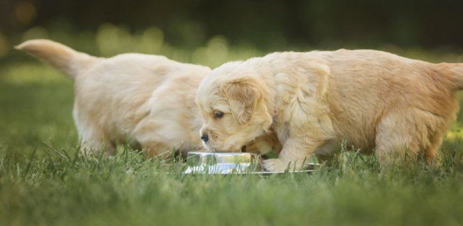 Ekspert med råd til samtlige hundeejere: Dette foder bør du give din hund