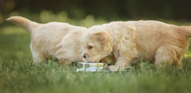 Ekspert med råd til samtlige hundeejere: Dette foder bør du give din hund