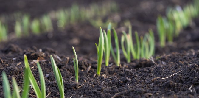 Plant disse 3 ting i november: Du kommer ikke til at fortryde det