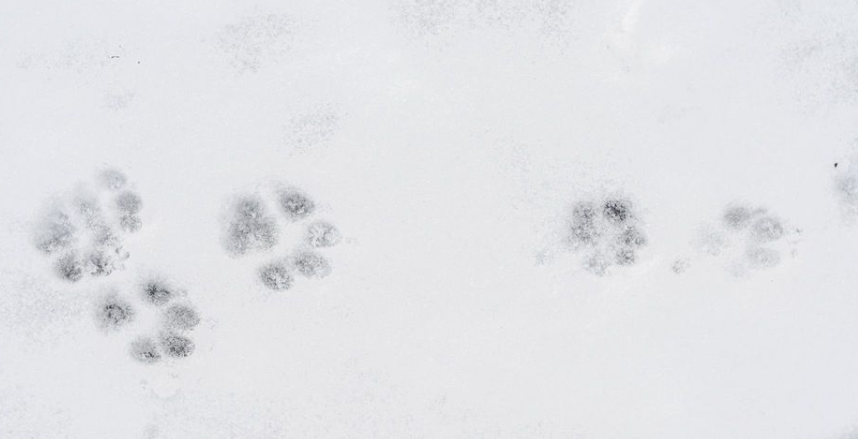 Vigtig besked til samtlige hundeejere: Bliver smertefuldt for hunden, hvis I glemmer det
