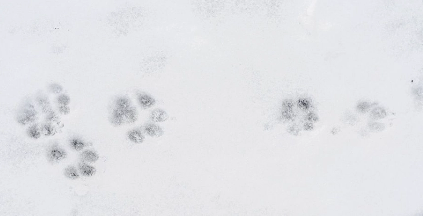 Vigtig besked til samtlige hundeejere: Bliver smertefuldt for hunden, hvis I glemmer det