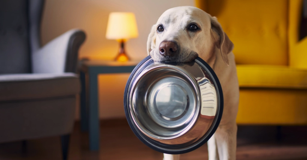 Hundeekspert slår fast: Her er 3 af de nemmeste hunderacer i verden at træne