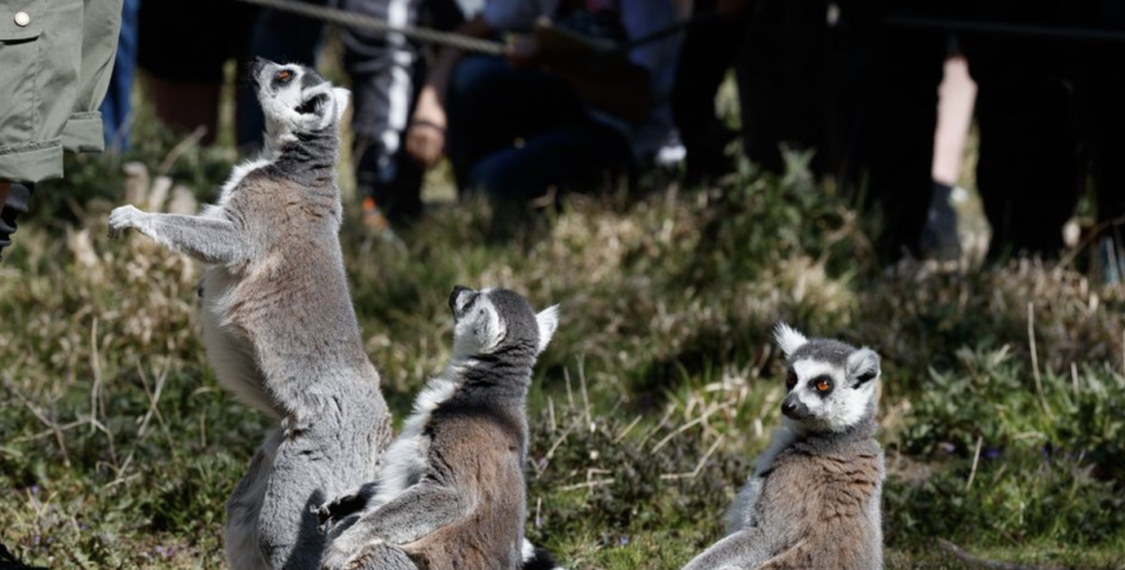 Efter trist meddelelse: Nu kan Knuthenborg Safaripark endelig dele stor nyhed