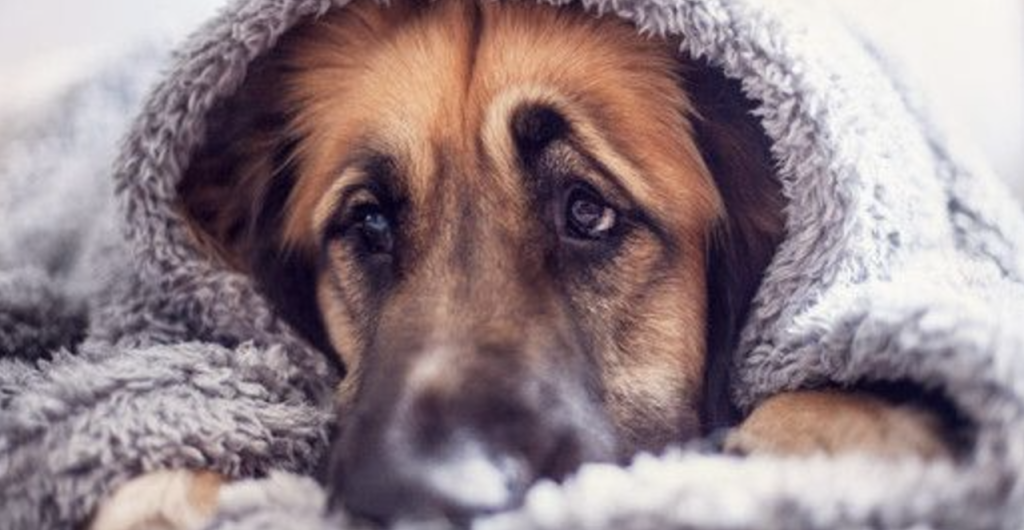 Hav styr på disse fire livsvigtige ting på gåturen: Kan få store konsekvenser for din hund hvis ikke