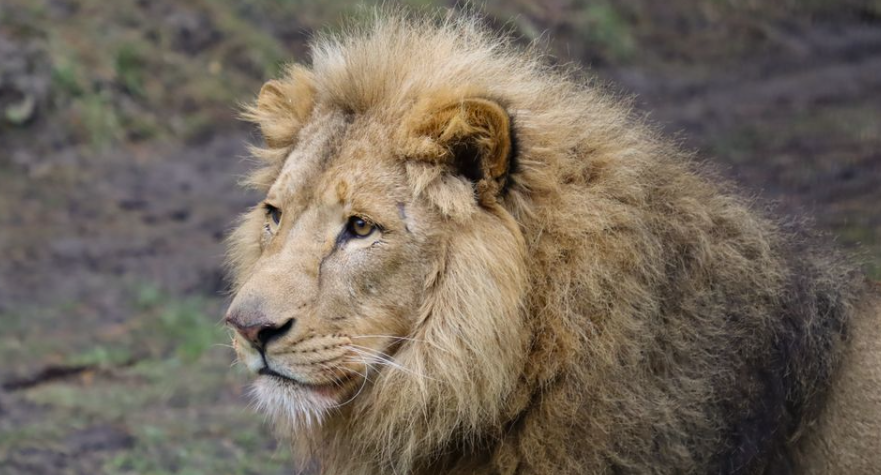 Knuthenborg Safaripark udvider – og det er der én særlig grund til