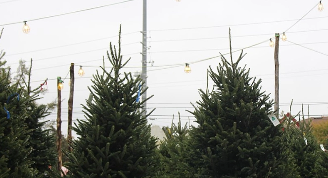 Står du og mangler et juletræ? Så kan du hente det gratis her