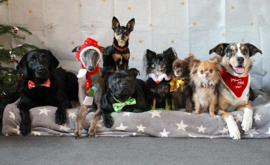 Disse 5 ting må du ikke give din hund i juletiden: Kan få alvorlige konsekvenser