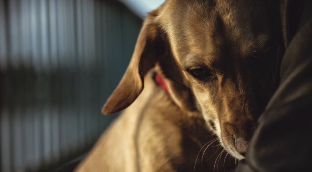 8 gode råd til hunde- og katteejere: Sådan hjælper du bedst dit kæledyr gennem nytårsaften