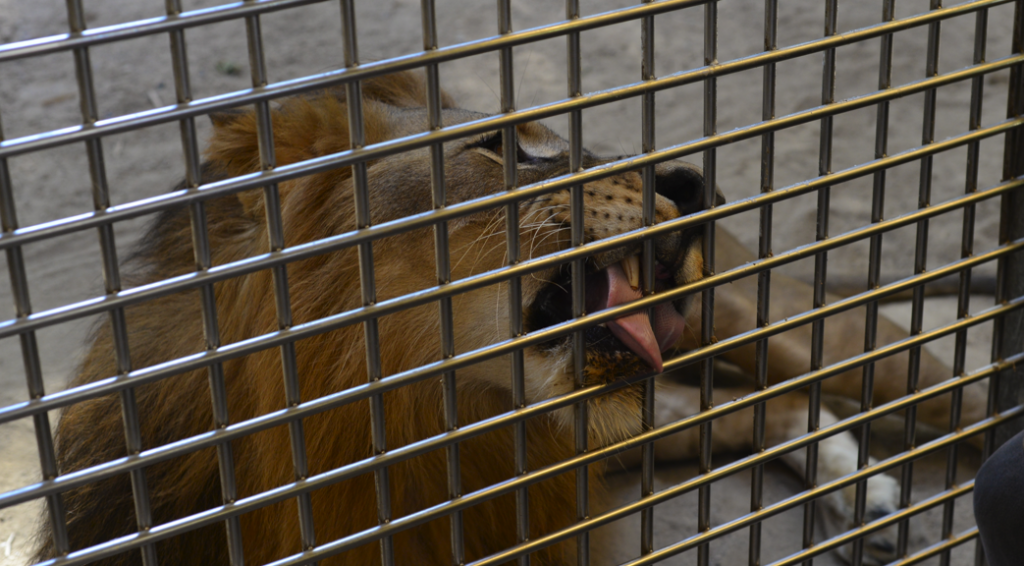 Tragedie i zoologisk have: Dyrepasser dræbt af løver under nattevagt