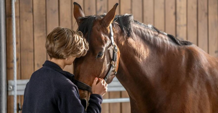 Alle hesteejere bør læse med her: Det kan få stor betydning for din hests sundhed