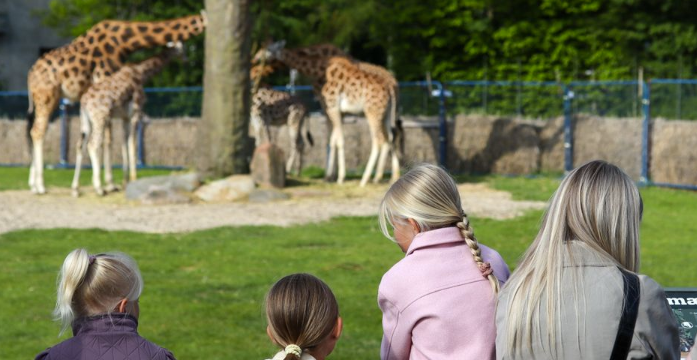Aalborg Zoo deler stor nyhed: Nu kan tusindvis af danskere komme gratis ind