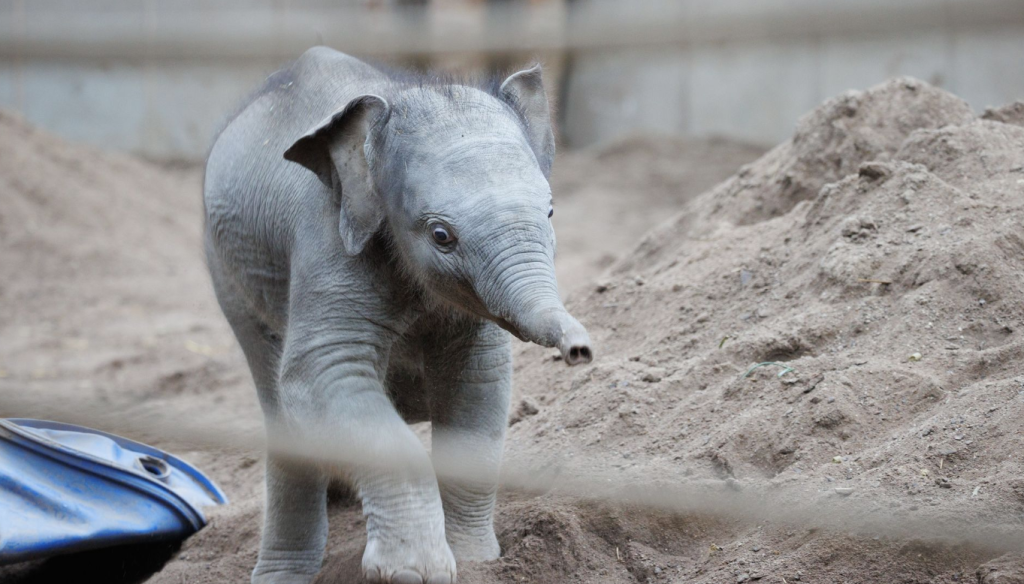 København Zoo melder ud: “Det er ikke sket før”