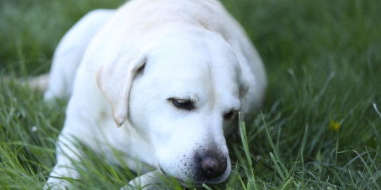 De fleste danskere har det stående i garagen: Kan være livsfarligt for din hund