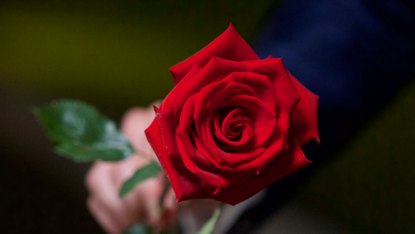 TV 2 løfter sløret: Her vender ‘Bachelorette’ tilbage