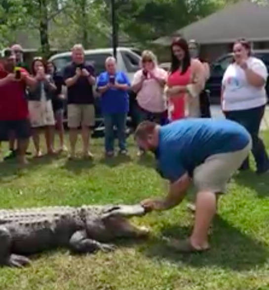 Vild kønsafsløring: Familie bruger gigantisk alligator og det ender ikke som håbet