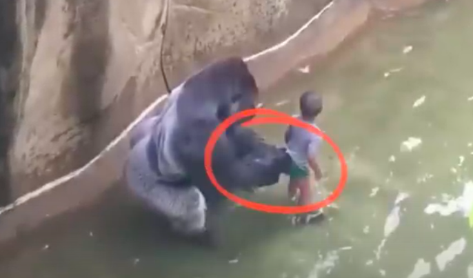 Gorilla-tragedie: Dreng faldt i gorillaens indhegning