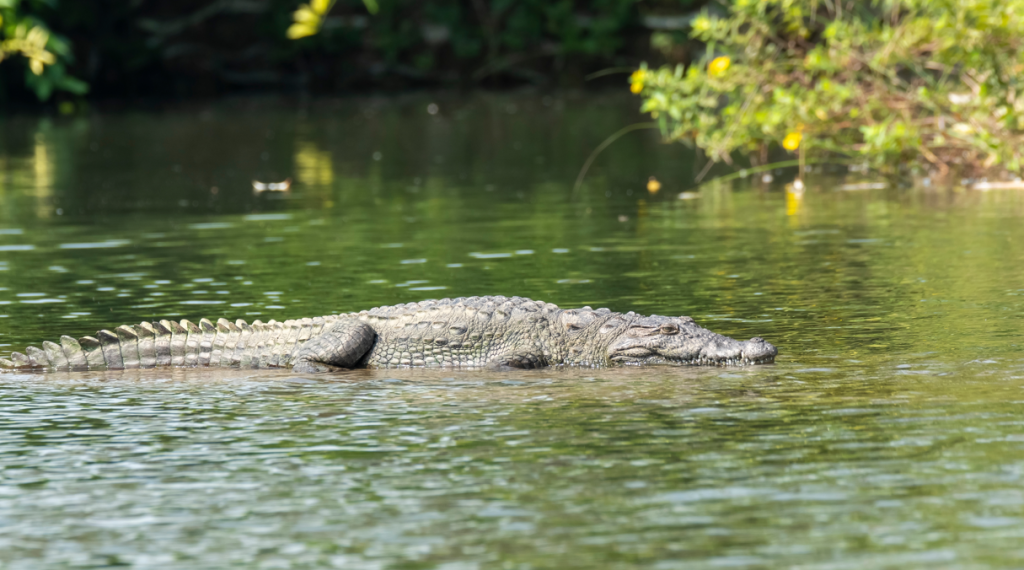 Kvinde blev angrebet af alligator under kanotur: Når du læser, hvad manden så gjorde, fælder du en tåre