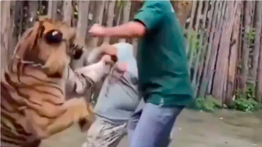 Forsøgte at tage en selfie med tiger: Kort efter gik den i et voldsomt angreb