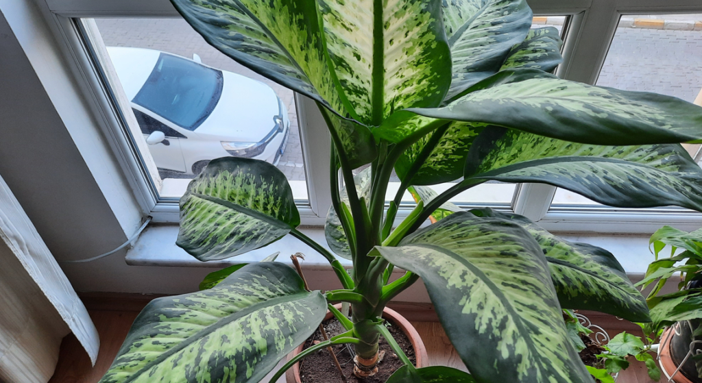 5 planter du bør overveje at fjerne fra hjemmet