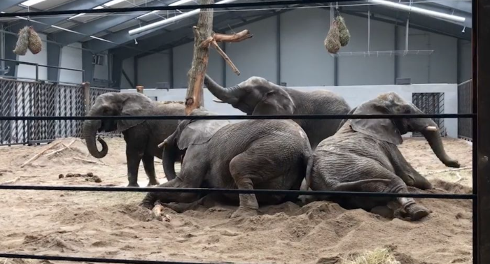 Knuthenborg Safaripark åbner op: “Det var en kæmpe opgave vi påtog os”