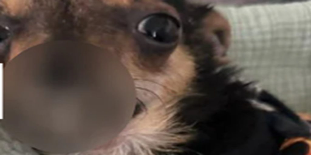 Amanda og kæresten vil gerne have en hund: Da hun ser hundens ansigt, må hun bare eje hunden