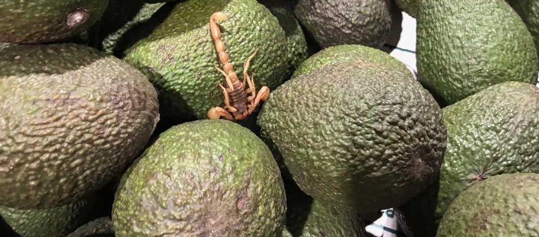 Johan skulle købe avocadoer i supermarked: Så opdagede han en giftig skorpion