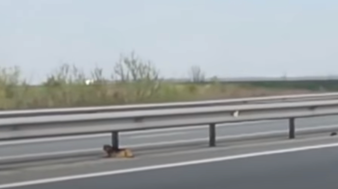 Skræmt hundehvalp fanget på motorvej – så sker det utænkelige