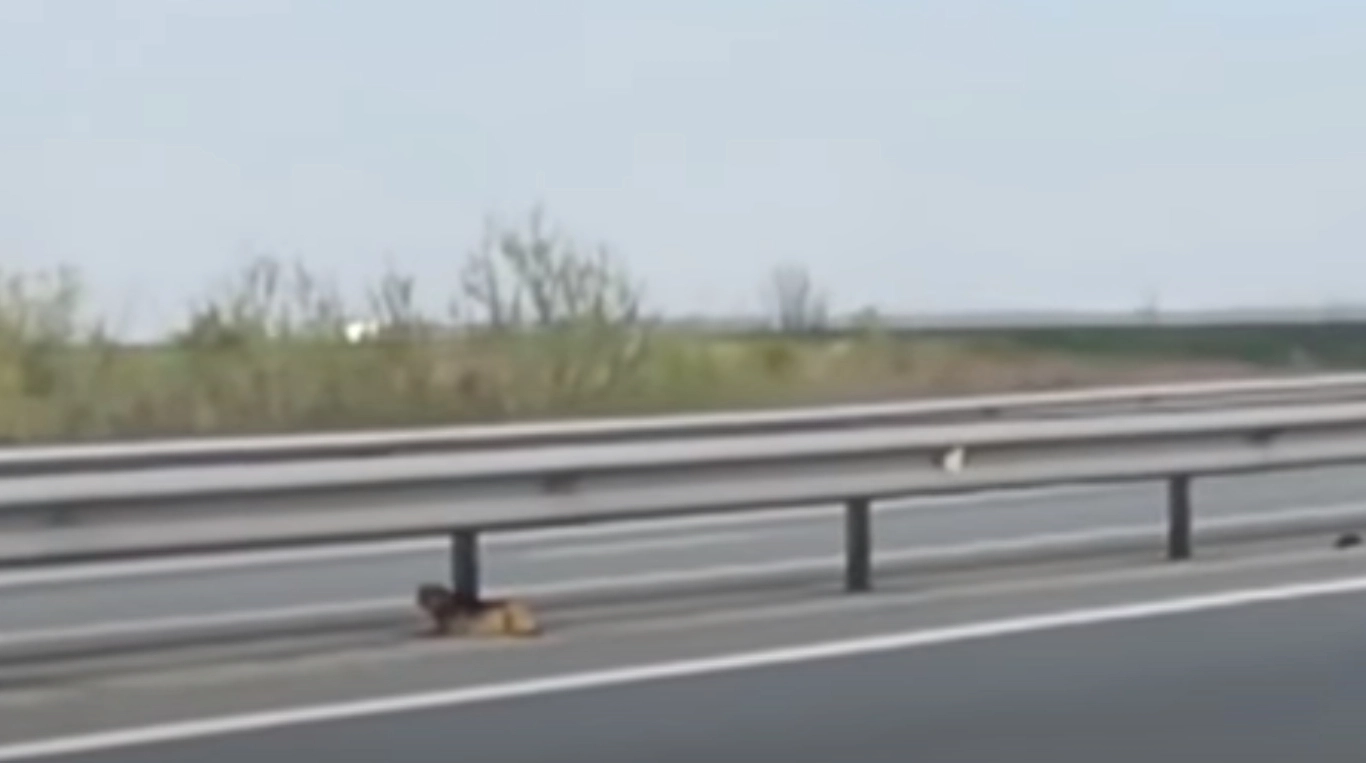 Skræmt hundehvalp fanget på motorvej – så sker det utænkelige