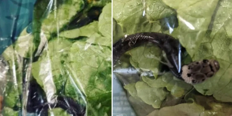 Skræmmende fund: Forfærdet dreng finder levende slange i salatpose fra supermarked