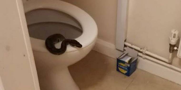 Laura i chok: Levende slange kravlede ud af toilettet