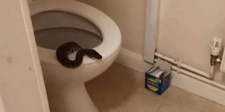Laura i chok: Levende slange kravlede ud af toilettet