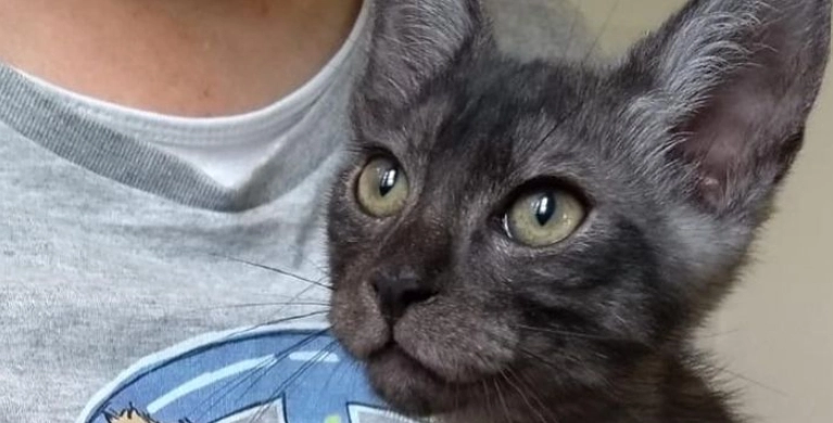 Dyreelskere raser: Katten ‘Smokey’ blev givet væk, fordi familien skulle skynde sig på ferie