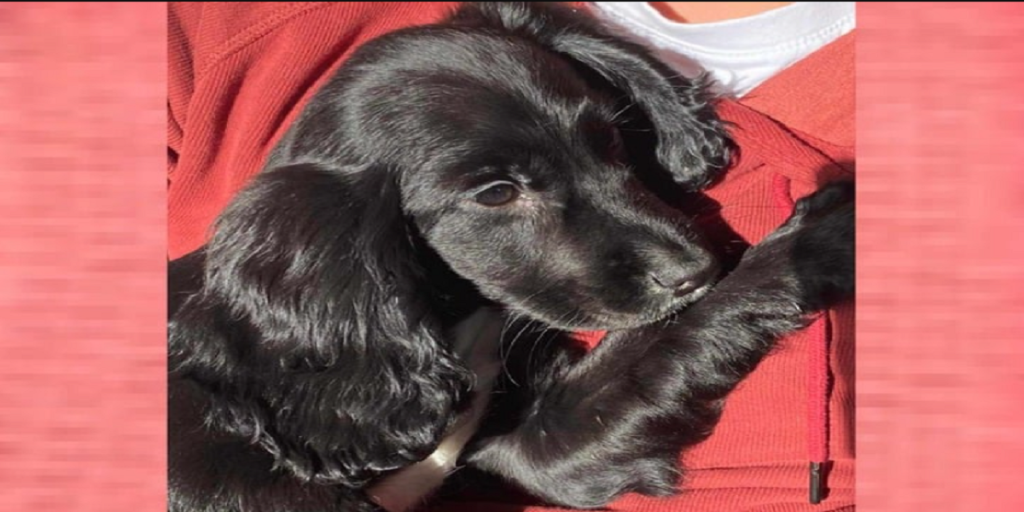Hundehvalp efterladt på supermarkeds parkeringsplads: Røntgen af hunden viser noget overraskende