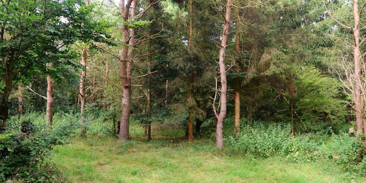 Der gemmer sig 6 soldater på dette billede – hvor mange kan du få øje på?