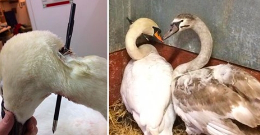 Svanemor og hendes unge kæmper for livet, efter de blev skudt med en armbrøst