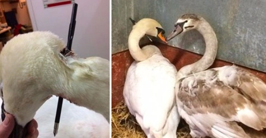 Svanemor og hendes unge kæmper for livet, efter de blev skudt med en armbrøst
