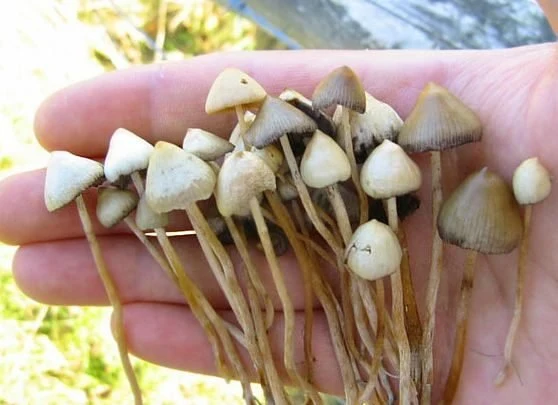 Danskerne jagter ulovlige LSD-svampe i skovbunden