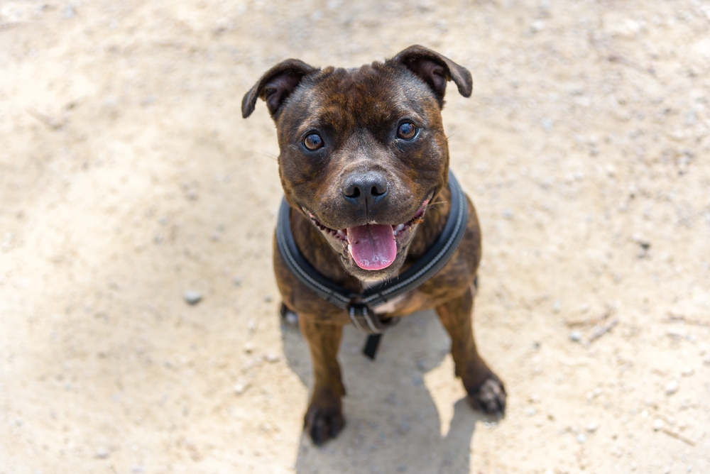 Staffordshire Bull Terrier