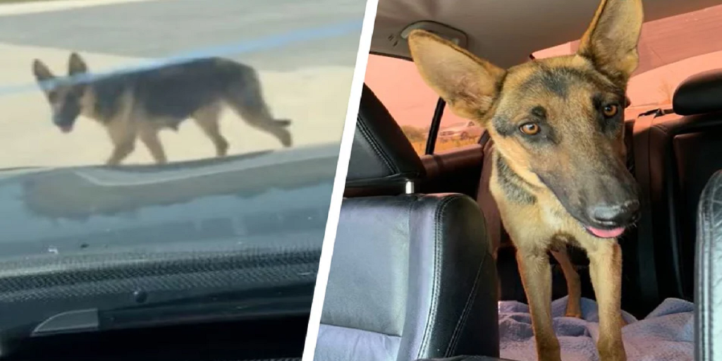 Kvinde redder efterladt hund: Da hun kigger nærmere på hunden, får hun et kæmpe chok