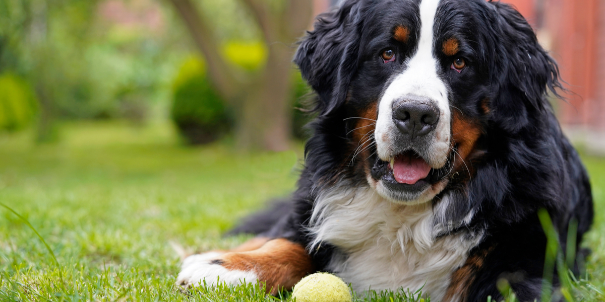 Hver femte hund lider af slidgigt: Sådan passer du på din firbenede ven