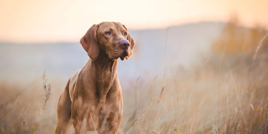 Bekymrende tal: Hunde står bag flere og flere angreb