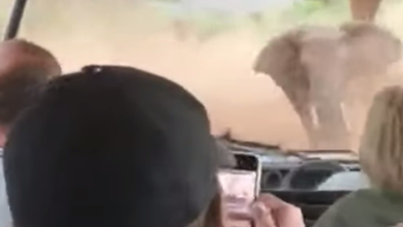 Sindssyg video: Vred elefant stormer mod turister. Nu hyldes chaufføren