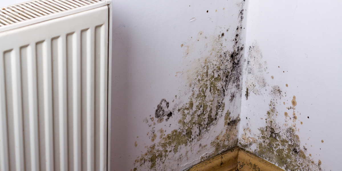 Fire slags svamp som du skal være på udkig efter i dit hjem