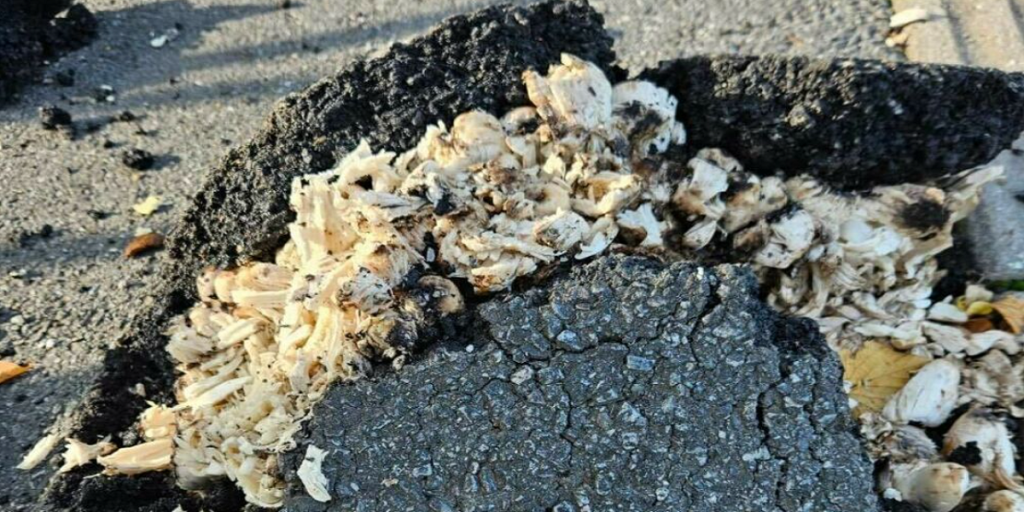 Åse gik forbi togstationen, da hun så dette: “Har aldrig set noget lignende”