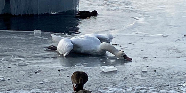 Telefonerne gløder: “Det er ikke naturlig adfærd”